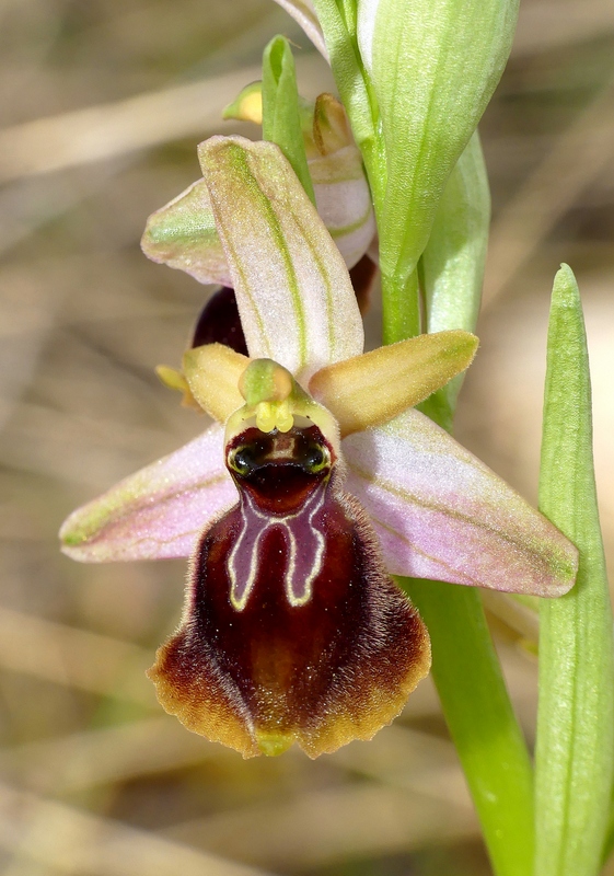 Ophrys exaltata subsp. archipelagi in Abruzzo marzo e aprile 2019